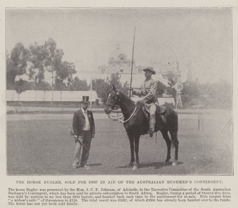 The Horse Bugler，以2627英镑的价格出售给澳大利亚布什曼斯特遣队，阿德莱德。插图伦敦新闻的插图，1900年5月26日 作者 英国摄影师
