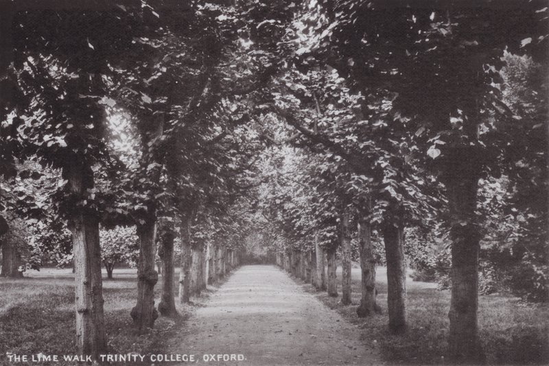 The Lime Walk，三一学院，牛津 作者 英国摄影师