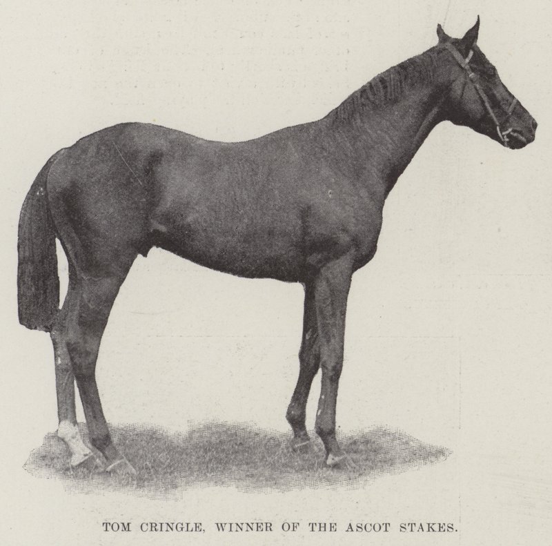 Tom Cringle，Ascot Stakes的获胜者 作者 英国摄影师