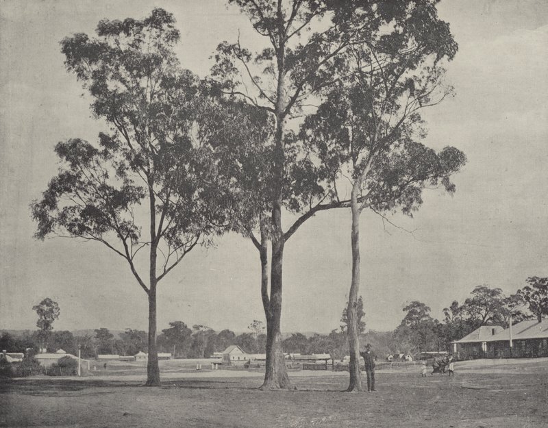 Toongabbie 作者 英国摄影师