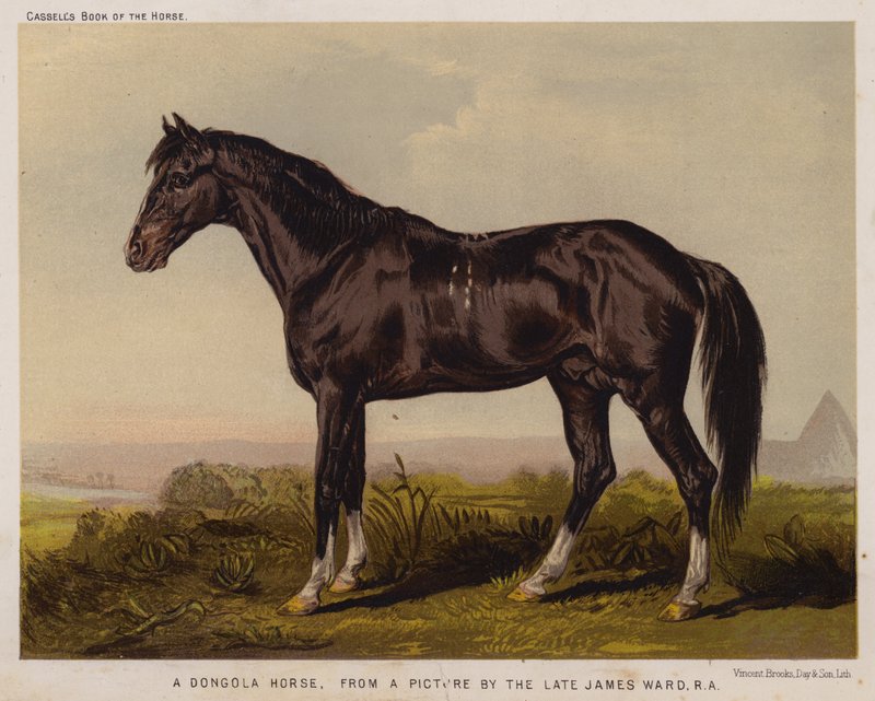 A Dongola Horse (colour litho) 作者 英语学校