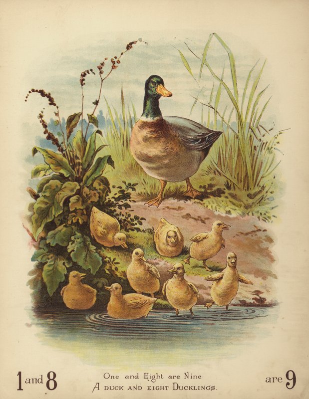 一只鸭子和八只鸭子 (chromolitho) 作者 英语学校