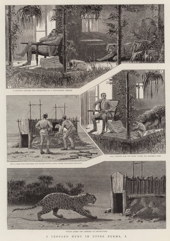 在上缅甸猎豹，我（版画） 作者 英语学校