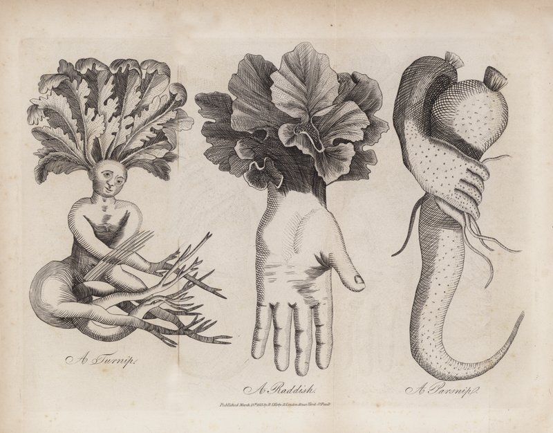 芜菁、萝卜、防风草（雕刻） 作者 英语学校