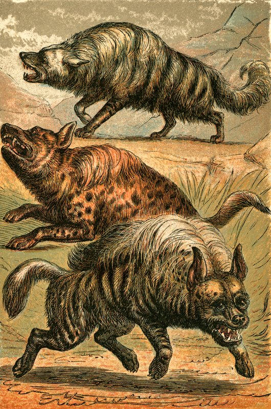 Aard Wolf，Spotted Hyena和Striped Hyena 作者 英语学校