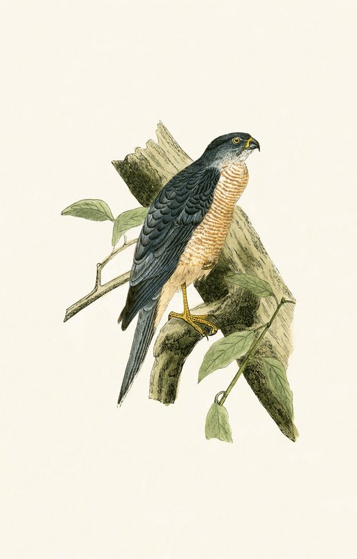 Accipiter Sphenurus，由查尔斯·罗伯特·布里（1811-86）于1867年出版的“不列颠群岛未观察到的欧洲鸟类历史”中的插图 作者 英语学校
