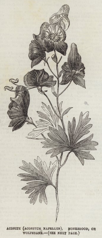 附子 (Aconitum Napellus)、Monkshood 或 Wolfsbane（雕刻） 作者 英语学校