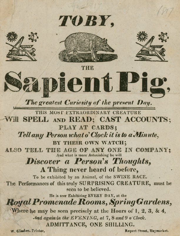 Toby the Sapient Pig的广告，是当今最大的好奇心 作者 英语学校