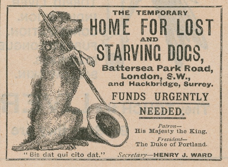 Battersea Dogs Home的广告 作者 英语学校