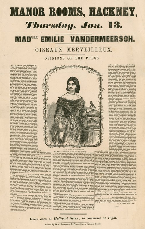 在伦敦哈克尼庄园客房出售Mademoiselle Emilie Vandermeersch，Oiseaux Merveilleaux的广告 作者 英语学校