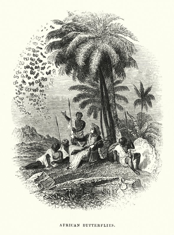African Butterflies (engraving) 作者 英语学校
