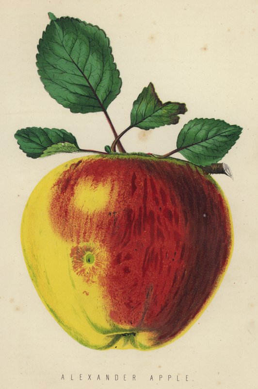 Alexander Apple 作者 英语学校
