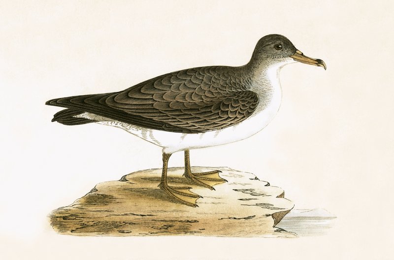 Algerian Cinereous Shearwater，来自“不列颠群岛未观察到的欧洲鸟类历史”的插图作者：Charles Robert Bree（1811-86），1867年出版 作者 英语学校