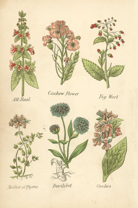 全愈、杜鹃花、无花果草、百里香之母、魔鬼花、兰花（彩色石版画） 作者 英语学校