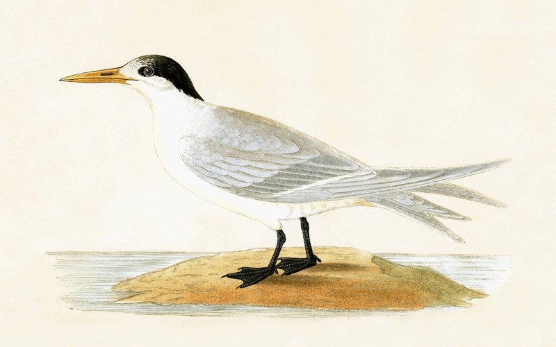 Allied Tern，查尔斯·罗伯特·布里（1811-86）于1867年出版的“不列颠群岛未观察到的欧洲鸟类历史”中的插图 作者 英语学校