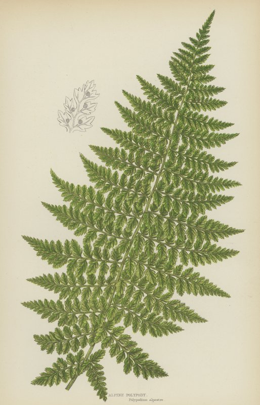 高山多肉植物（彩色石版印刷） 作者 英语学校
