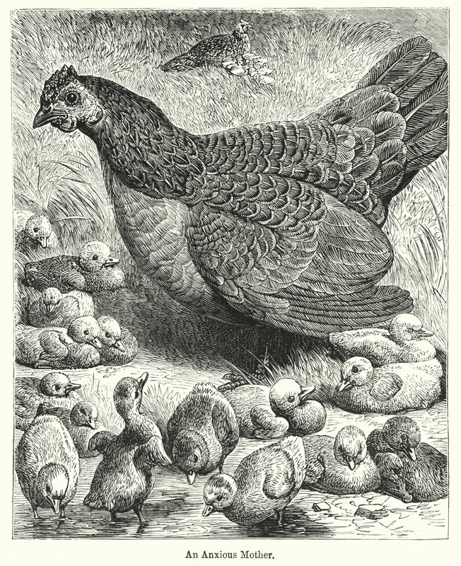 An Anxious Mother (engraving) 作者 英语学校