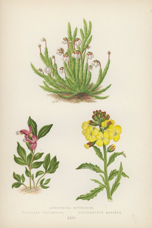 Andromeda hypnoides；Polygala Paucifolia；Cheiranthus Alpinus（彩色石版画） 作者 英语学校