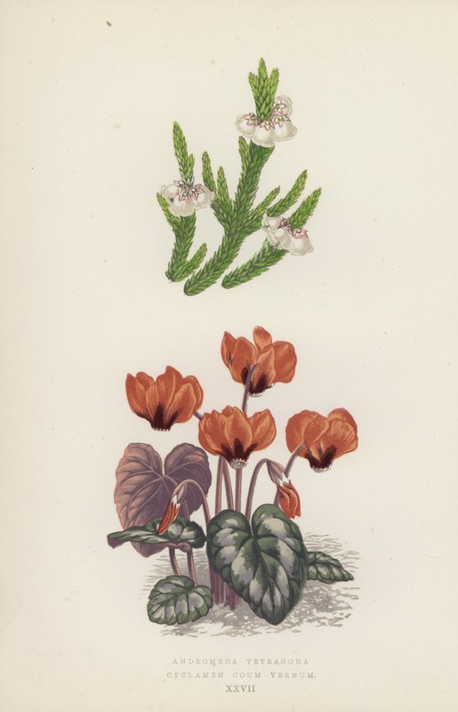 Andromeda Tetragona；Cyclamen Coum Vernum（彩色石版画） 作者 英语学校