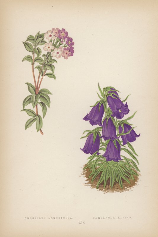 Androsace Lanuginosa；Campanula Alpina（彩色石版画） 作者 英语学校