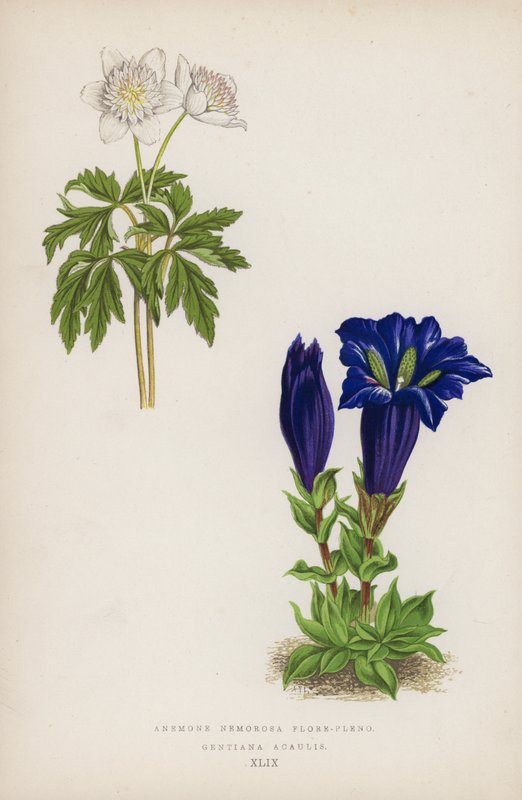 海葵花丛； Geniiana Acaulis（彩色石版画） 作者 英语学校