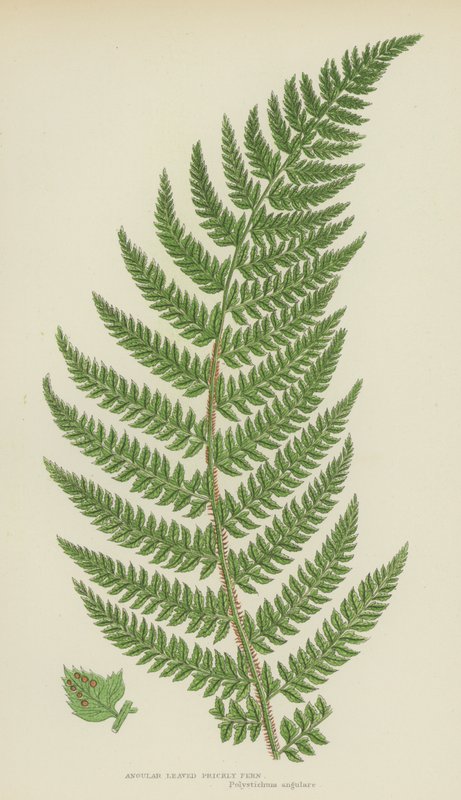 Angular Leaved Prickly Fern (colour litho) 作者 英语学校