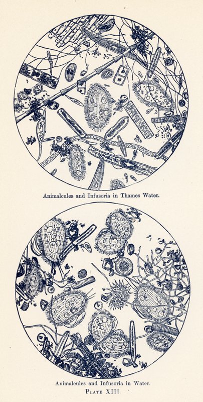 水中的动物和输卵管（彩色石版画） 作者 英语学校