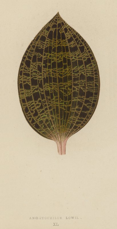 金线莲（Anoectochilus Lowii） 作者 英语学校