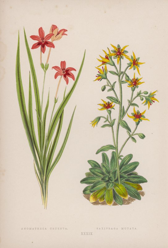 Anomatheca Cruenta；Saxifraga Mutata（彩色石版画） 作者 英语学校