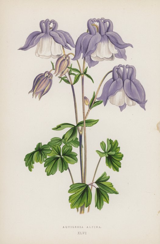 阿尔卑斯山水仙花（彩色平版画 作者 英语学校
