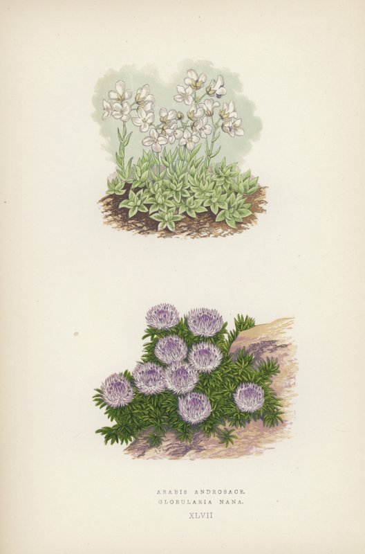 Arabis Androsace; Globularia Nana (color litho) 作者 英语学校