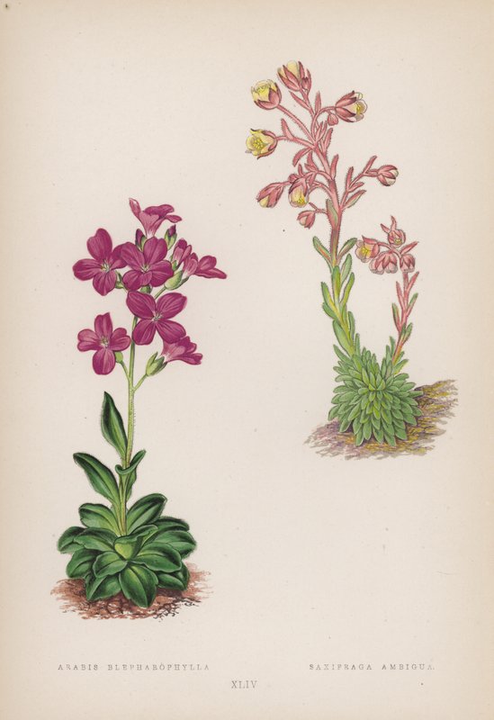 白叶阿拉伯树； Saxifraga Ambigua（彩色石版画） 作者 英语学校