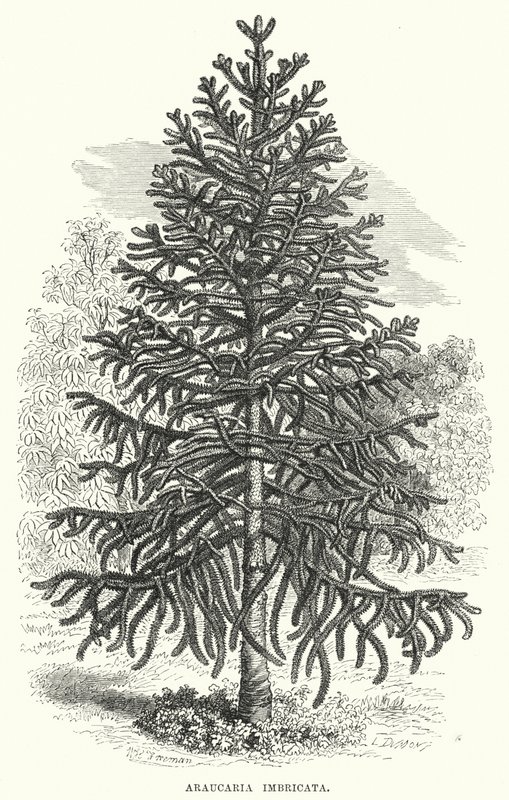 天竺葵(Araucaria Imbricata)（雕刻）。 作者 英语学校