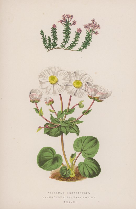 Asperula Arcadiensis；Ranunculus Parnassifolius（彩色石版画） 作者 英语学校