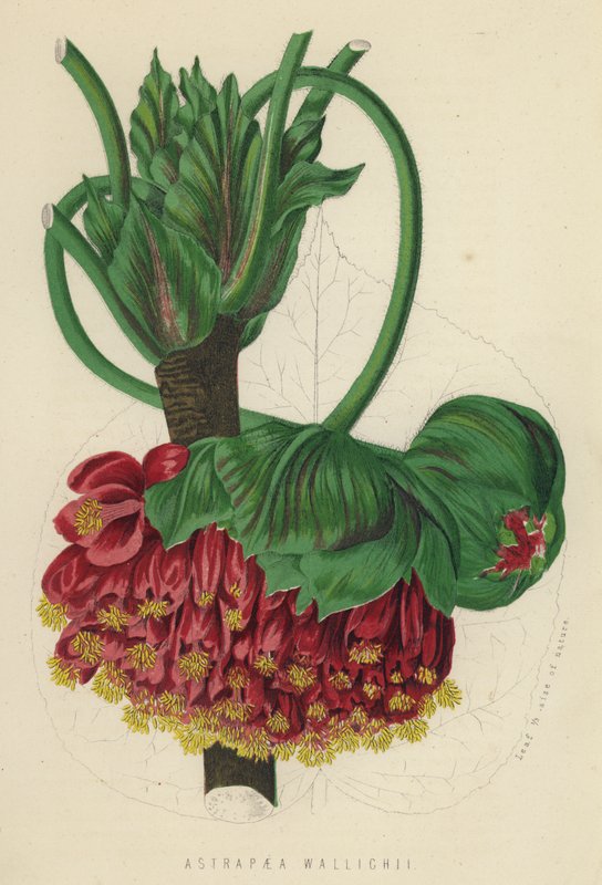 Astrapaea Wallichii (chromolitho) 作者 英语学校