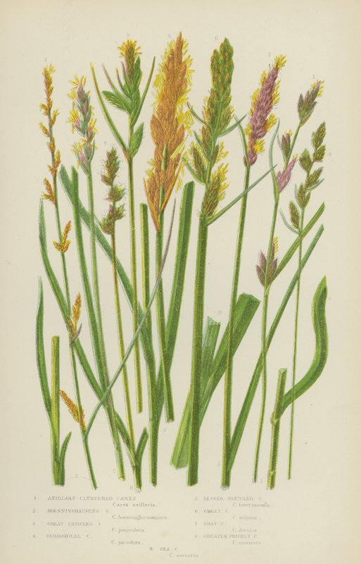 腋丛生薹草、布宁豪森薹草、大恐慌薹草、悖论薹草（彩色石版画） 作者 英语学校