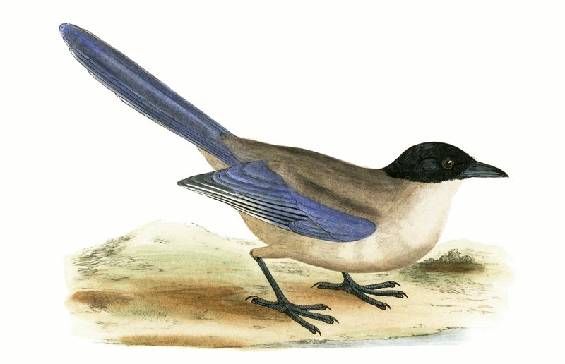 Azure Winged Magpie，来自查尔斯·罗伯特·布里（1811-86）出版的“不列颠群岛未见的欧洲鸟类历史”，1867年出版 作者 英语学校