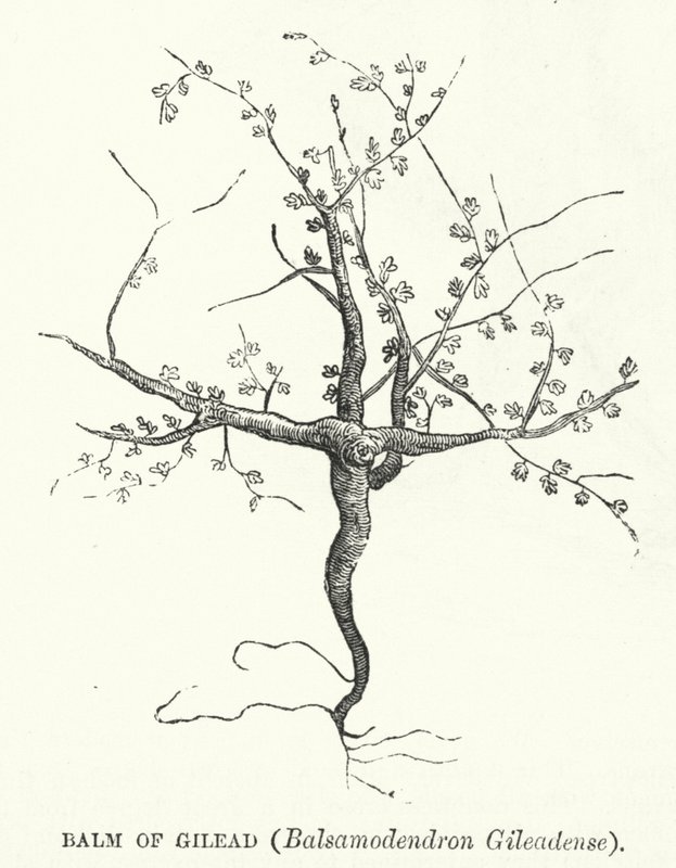 吉利德的香膏，Balsamodendron Gileadense（雕刻）。 作者 英语学校