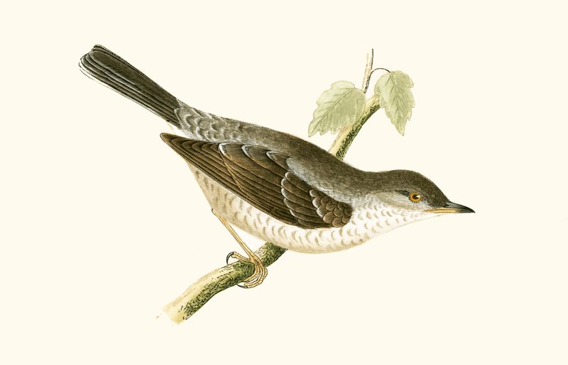Barred Warbler，“查尔斯·罗伯特·布里（1811-86）在1867年出版的”不列颠群岛未观察到的欧洲鸟类历史“中的插图 作者 英语学校