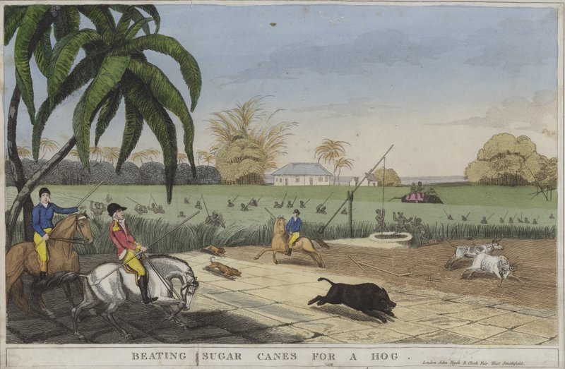 Beating sugar canes for a hog (coloured engraving) 作者 英语学校