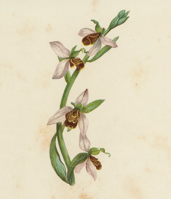 蜂兰，Ophrys Apifera（彩色石版画） 作者 英语学校