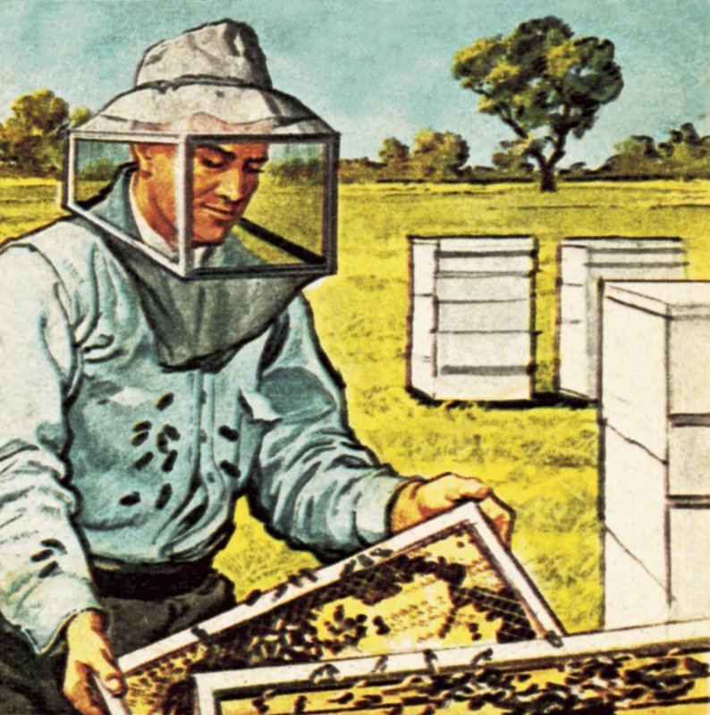 养蜂人 作者 英语学校