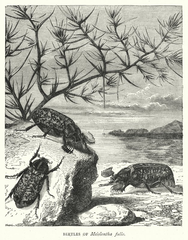 Melolontha fullo的甲虫（雕版画 作者 英语学校