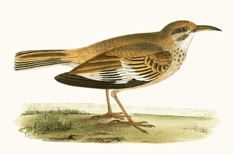 Bifasciated Lark，来自查尔斯·罗伯特·布里（1811-86）的“不列颠群岛未观察到的欧洲鸟类历史”，1867年出版 作者 英语学校
