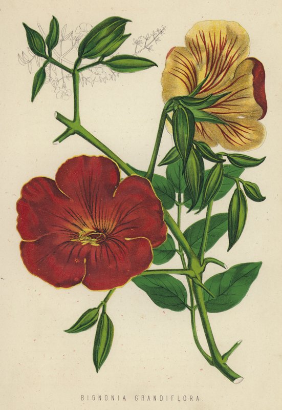 Bignonia Grandiflora (chromolitho) 作者 英语学校