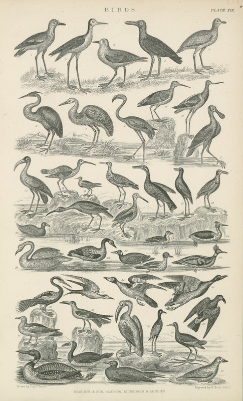 Birds (engraving) 作者 英语学校