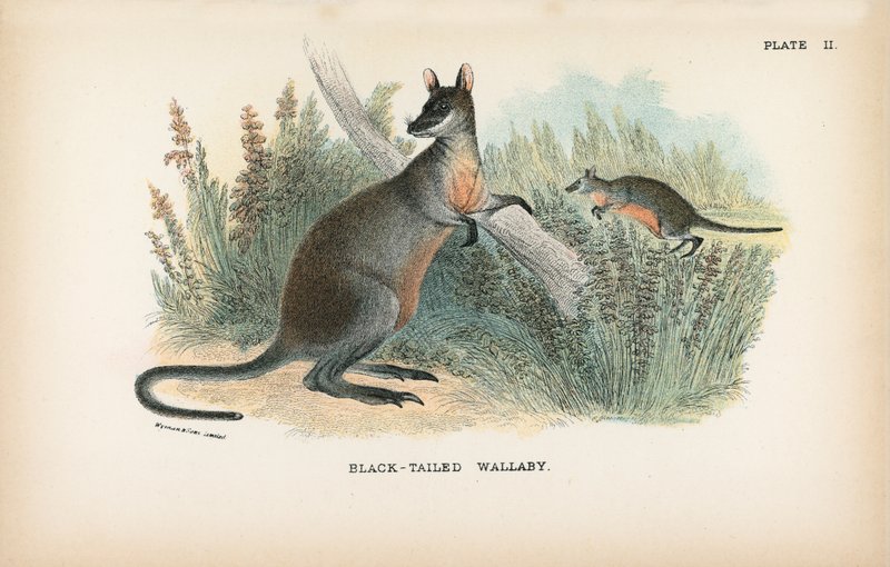 黑尾小袋鼠 作者 英语学校