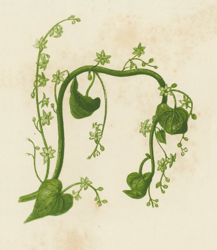 黑苦木，Tamus Communis（彩色石版画） 作者 英语学校