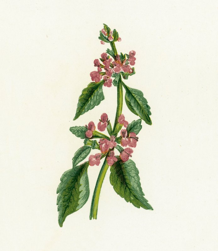 黑色Horehound，Ballota Nigra 作者 英语学校
