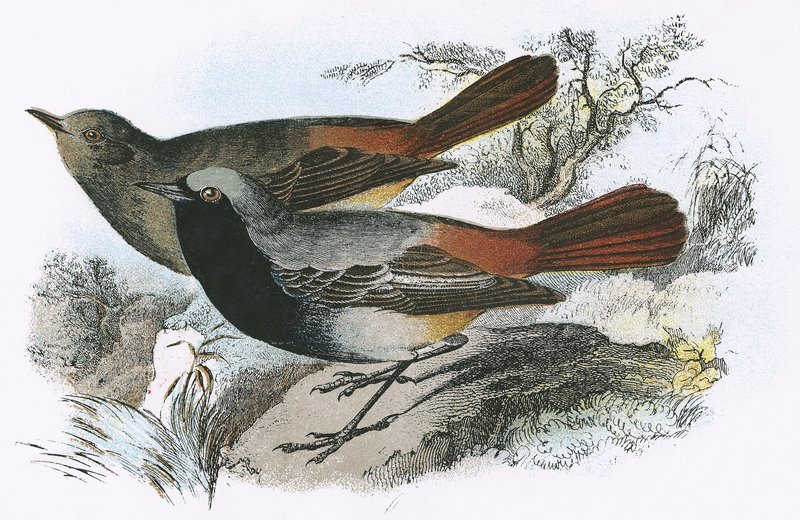 黑色Redstart 作者 英语学校